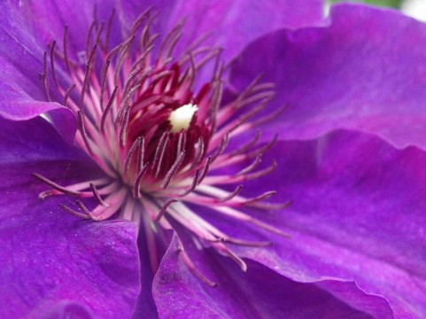 クレマチス　花色ベーシックカラー　紫　