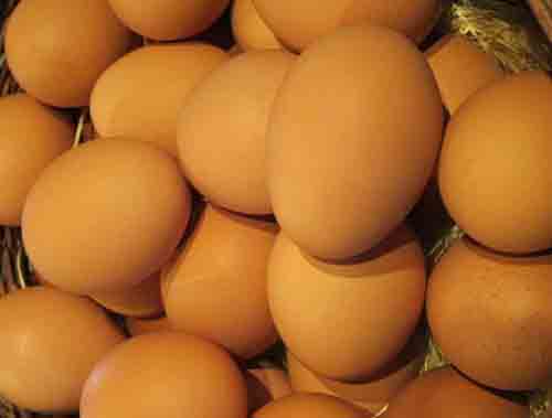 玉子　卵